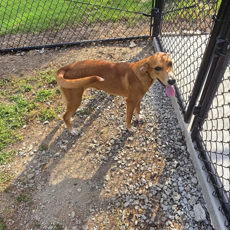 A young medium-sized female Hound dog named Sandra for adoption in Blackstone, VA