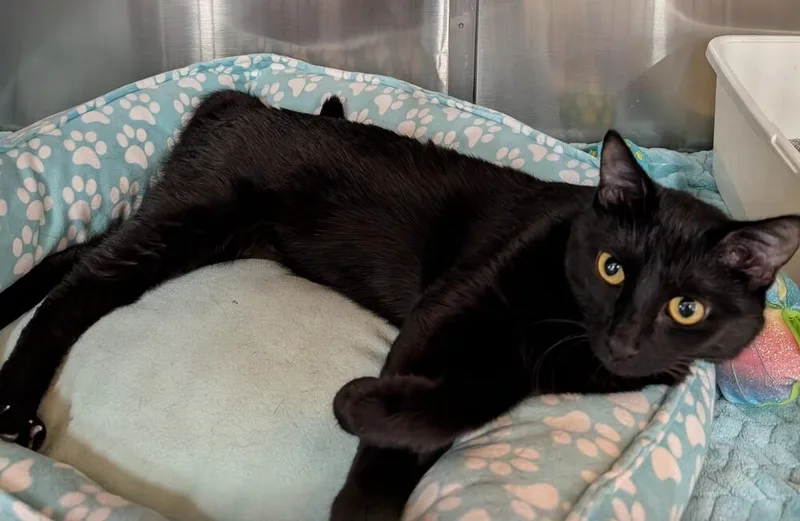 A baby medium-sized female Black Domestic Medium Hair cat named Jen for adoption in Tucson, AZ