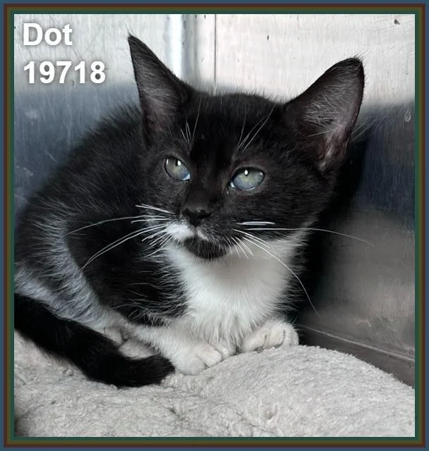 A baby medium-sized female Black & White / Tuxedo Domestic Short Hair cat named Dot for adoption in Marietta, GA