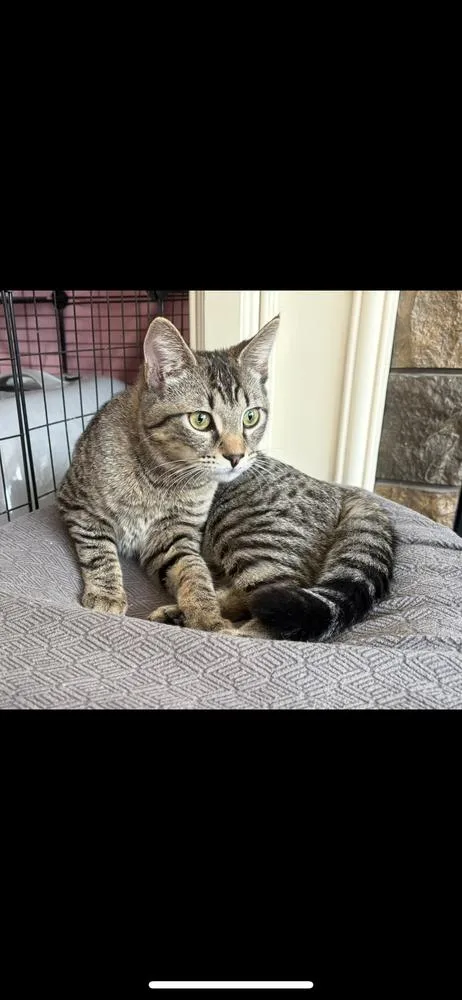 A baby small-sized female Tabby (Brown / Chocolate) Domestic Short Hair cat named Eepy for adoption in Hudson, NH