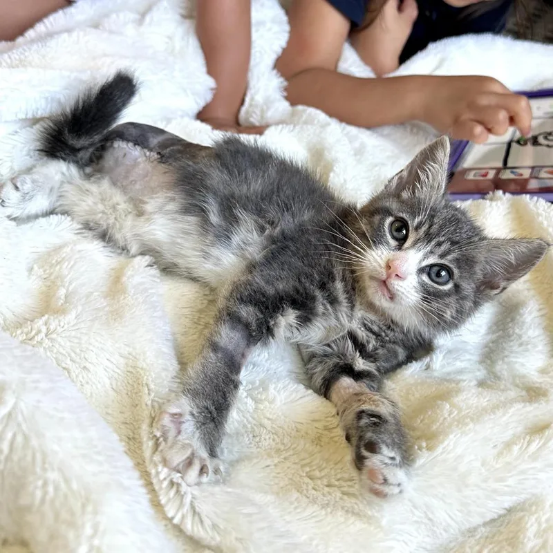 A baby small-sized male Gray / Blue / Silver Domestic Short Hair cat named Hunter for adoption in Long Beach, CA