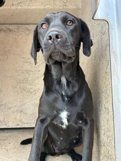 A young medium-sized female Hound dog named A for adoption in Oklahoma City, OK
