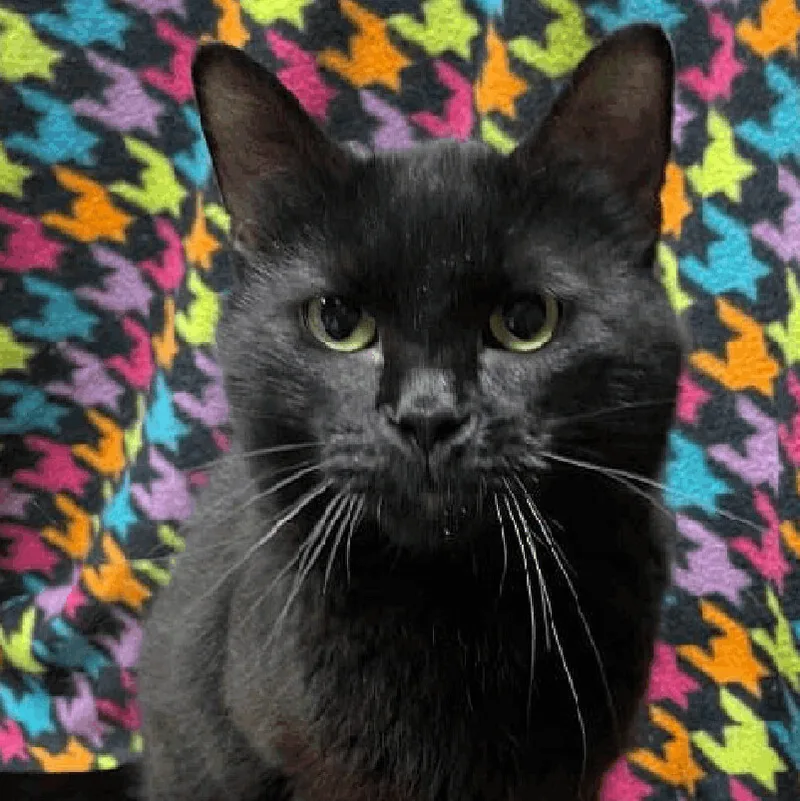 An adult medium-sized male Black Domestic Short Hair cat named Ozzy for adoption in Independence, IA