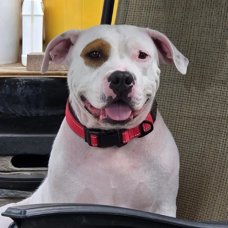 An adult medium-sized female White / Cream Terrier dog named Arden for adoption in St. Louis, MO