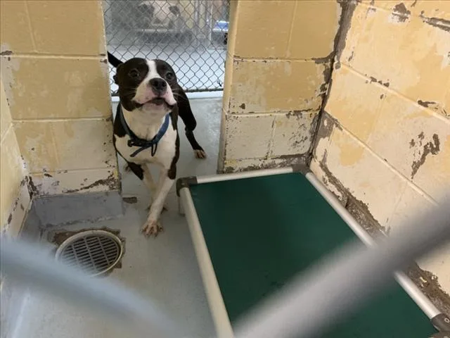 An adult large-sized male Pit Bull Terrier dog named Forest for adoption in Tulsa, OK