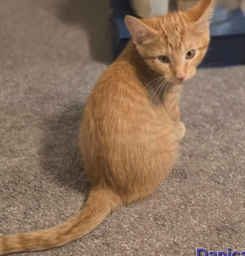 A baby small-sized female Domestic Short Hair cat named Danica for adoption in Magnolia, TX