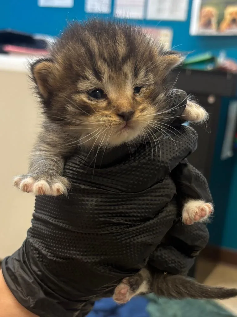 A baby large-sized male Tabby cat named Himmel for adoption in Nacogdoches, TX