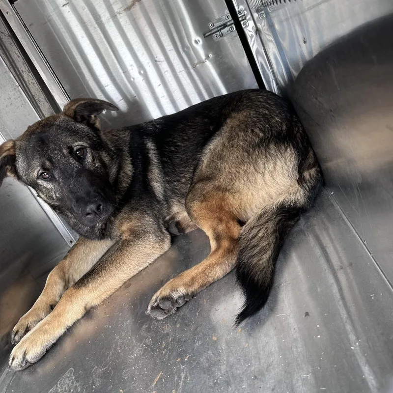 An adult medium-sized male Sable Mixed Breed dog named Reese's Pieces for adoption in Columbus, GA