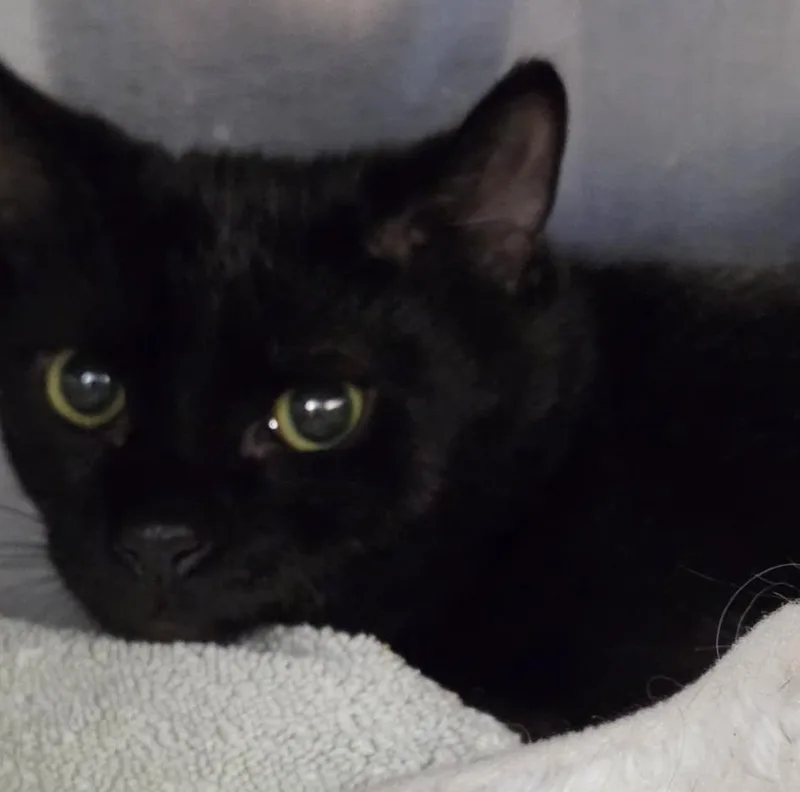 A baby medium-sized male Domestic Short Hair cat named Kovu for adoption in Windsor, CT