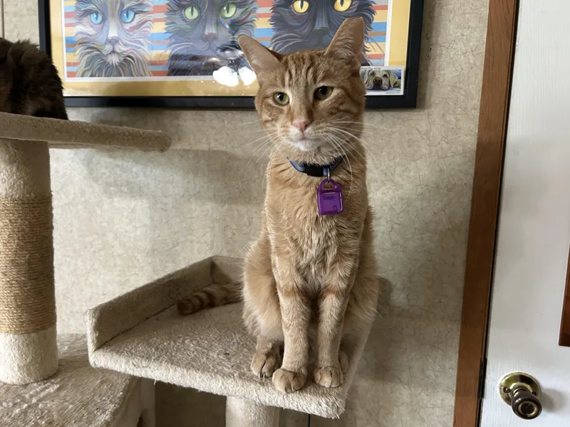 An adult medium-sized male Tabby (Orange / Red) Domestic Short Hair cat named Donnie for adoption in La Salle, IL