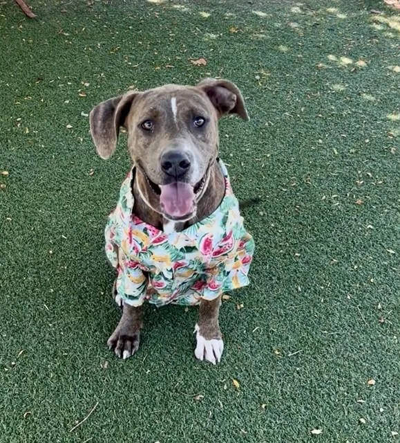 An adult large-sized male Pit Bull Terrier dog named Leif for adoption in Castaic, CA