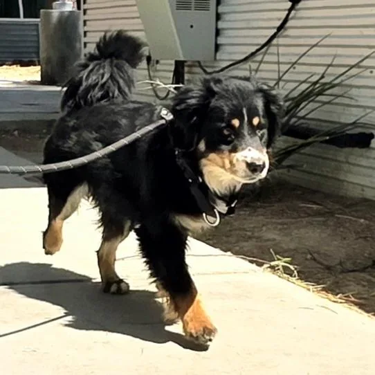 A young medium-sized male Australian Cattle Dog / Blue Heeler dog named Noble for adoption in Las Vegas, NV