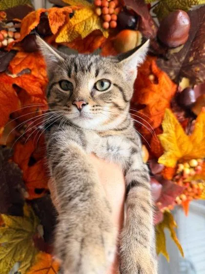 An adult small-sized male Domestic Short Hair cat named Potato Salad for adoption in Berwick, PA