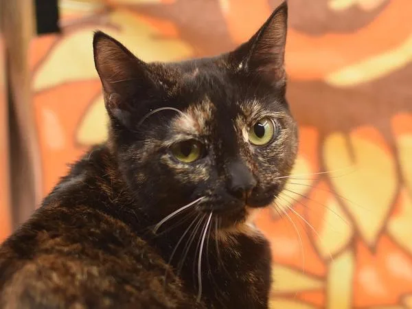 A young medium-sized female Domestic Short Hair cat named Leaflet for adoption in Portland, OR