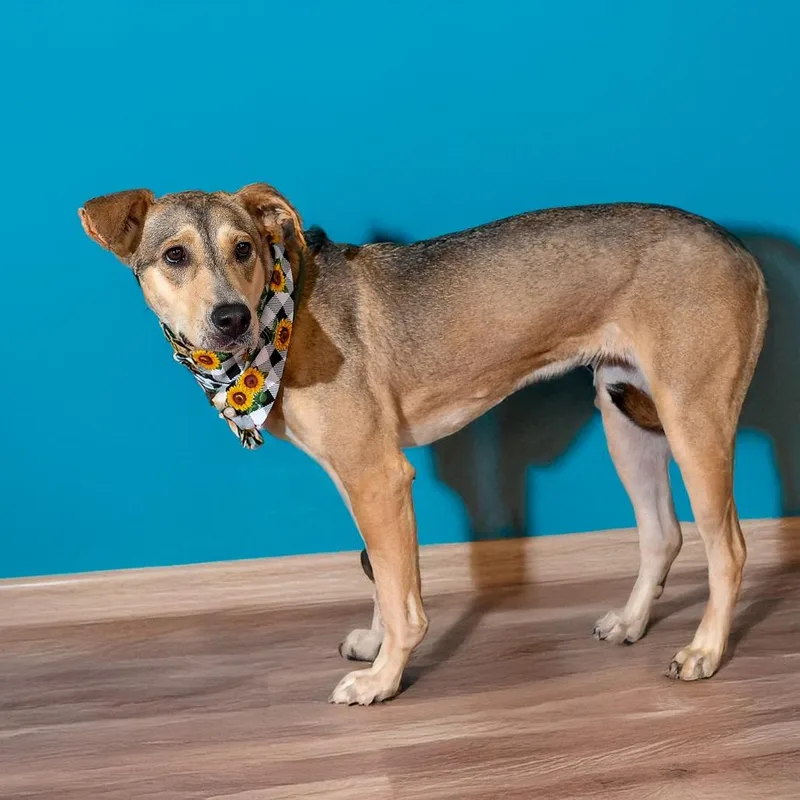 An adult medium-sized female Yellow / Tan / Blond / Fawn Shepherd dog named Ava for adoption in Weatherford, TX