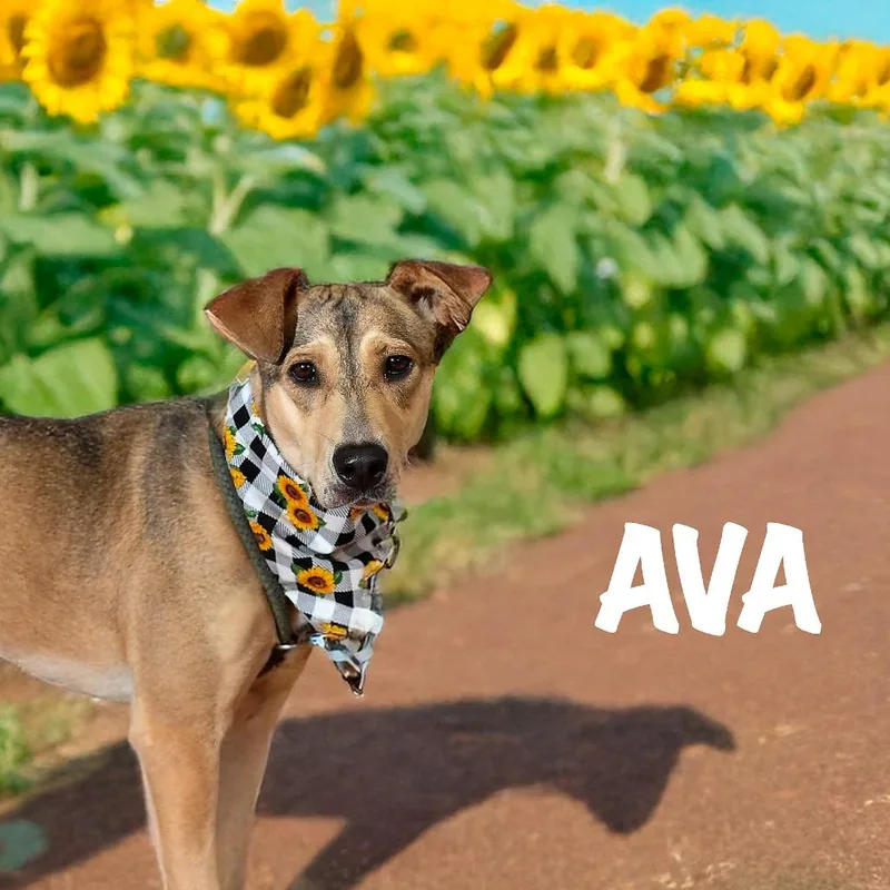 Ava thumbnail 2
