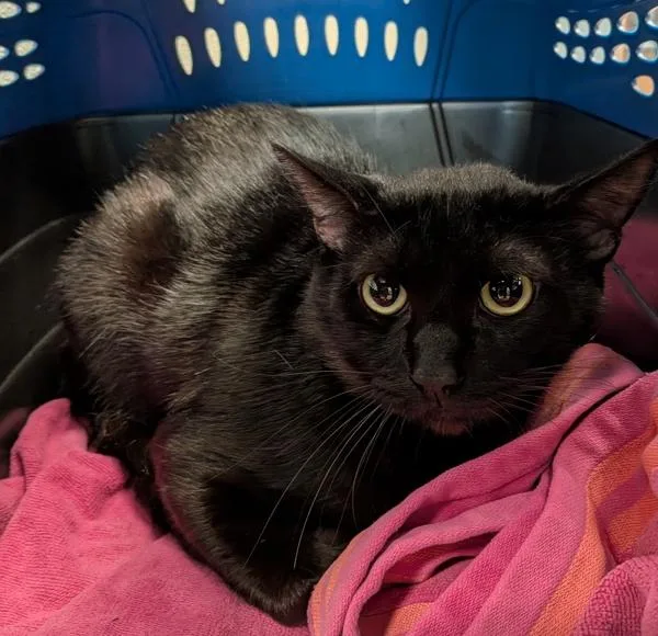 A young medium-sized male Domestic Short Hair cat named Working Cat Honi for adoption in San Diego, CA