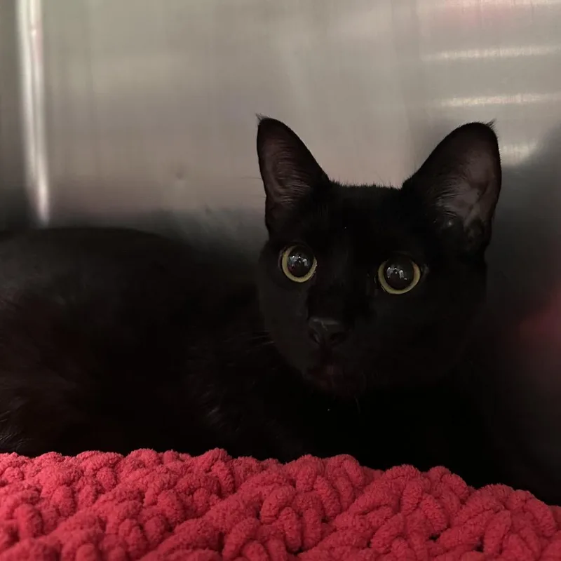 A young medium-sized female Black Domestic Short Hair cat named Rabbit for adoption in Titusville, FL