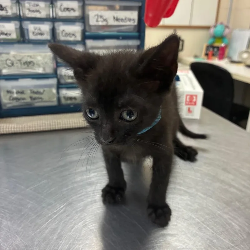 A baby small-sized male Domestic Short Hair cat named Athos for adoption in Middleburg, FL