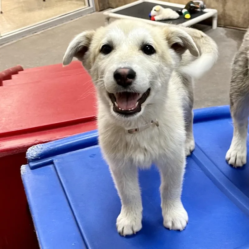 A young medium-sized female Brown / Chocolate Cattle Dog dog named Primrose for adoption in Las Vegas, NV