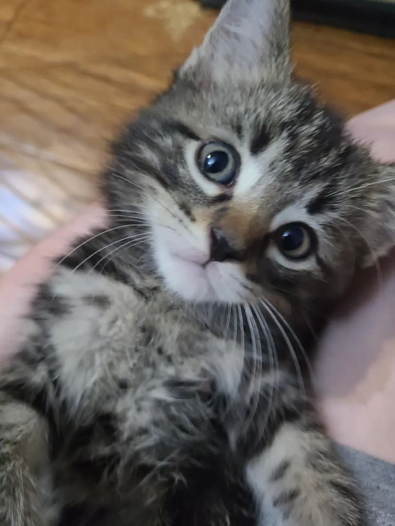 A baby medium-sized male Domestic Short Hair cat named Butcher for adoption in Portland, IN
