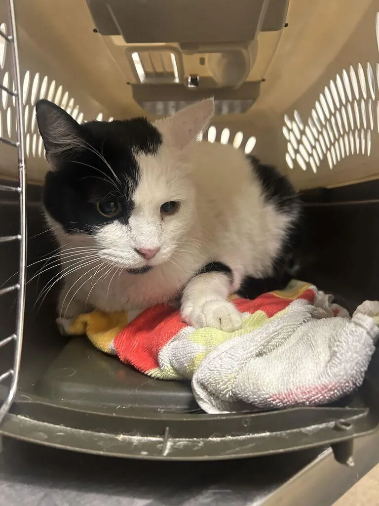 An adult medium-sized male Domestic Short Hair cat named Liam for adoption in Fruit Heights, UT