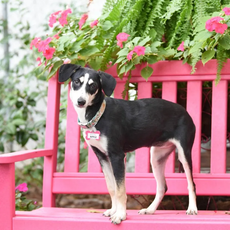 A young small-sized female Black Hound dog named Apple for adoption in Wake Forest, NC