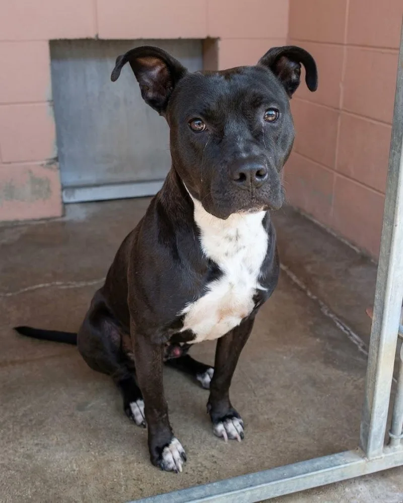 A young medium-sized male Pit Bull Terrier dog named Jonah for adoption in Gautier, MS