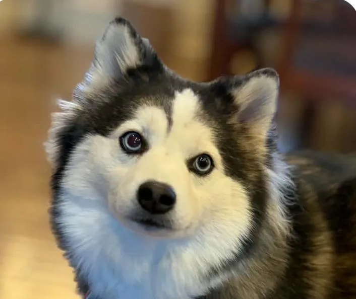 An adult small-sized female Klee Kai dog named Maggie for adoption in San Ramon, CA