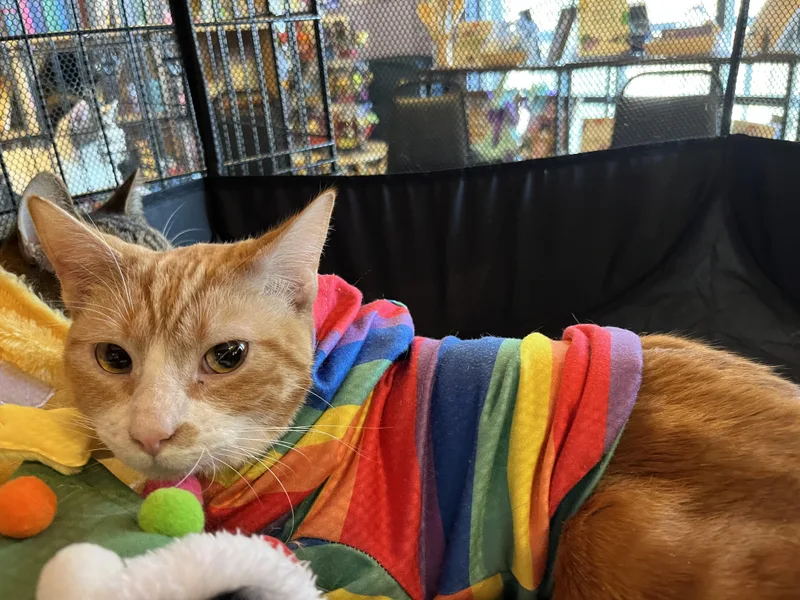 Crunch Wrap thumbnail 2