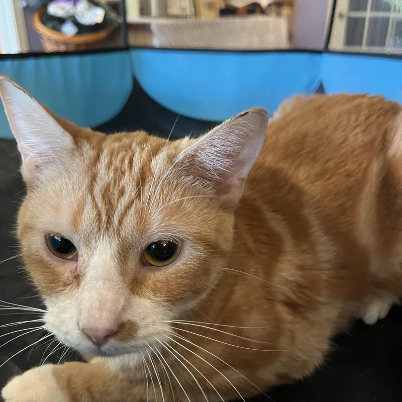 Crunch Wrap thumbnail 3