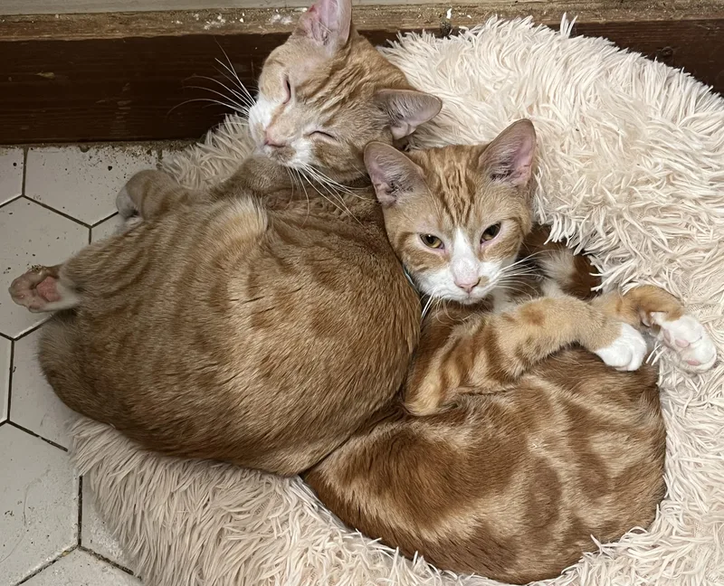 Crunch Wrap thumbnail 4