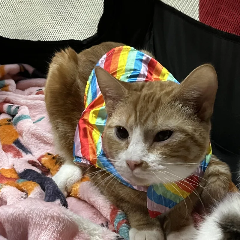 Crunch Wrap thumbnail 5