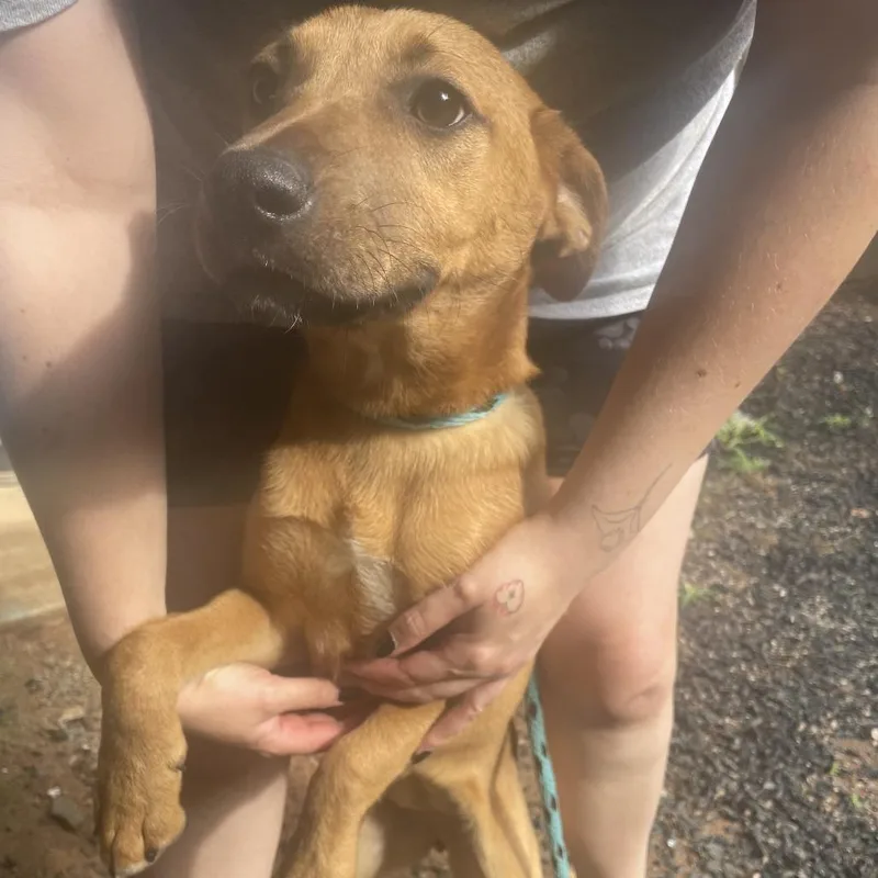 A baby medium-sized female Yellow / Tan / Blond / Fawn Mixed Breed dog named Maliboo for adoption in Decatur, GA