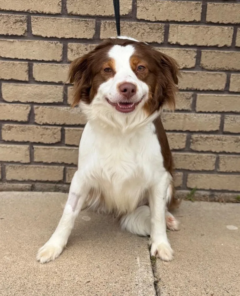 An adult medium-sized female Red / Chestnut / Orange Border Collie dog named Violet for adoption in Columbus, NE