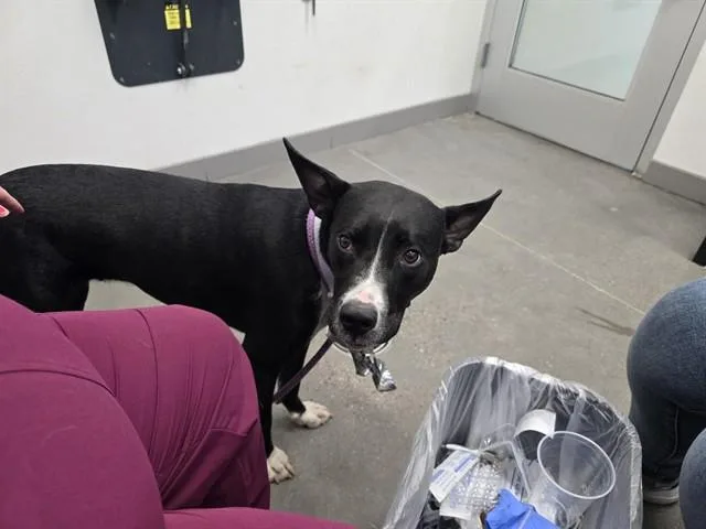 A young large-sized female Labrador Retriever dog named Pepper for adoption in Mesa, AZ