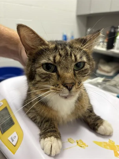 An adult medium-sized female Domestic Long Hair cat named Lion for adoption in Indianapolis, IN