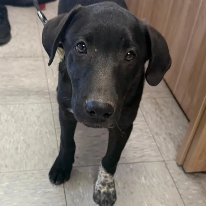 A baby medium-sized male Black Labrador Retriever dog named Kiba for adoption in Taos, NM