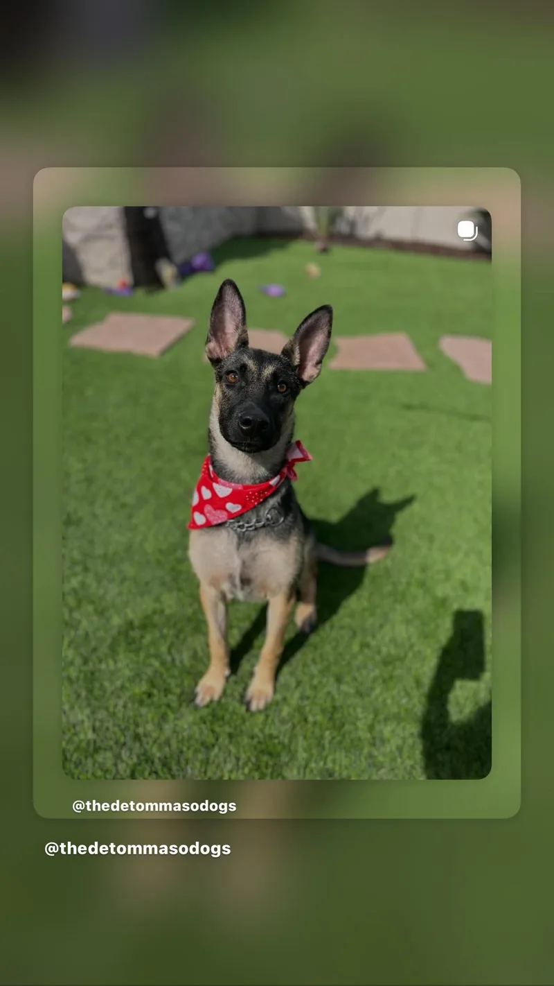 A baby medium-sized female Black Belgian Shepherd / Malinois dog named Xena for adoption in Poway, CA