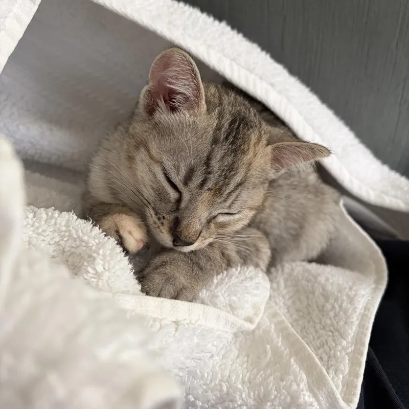 A baby small-sized female Gray / Blue / Silver Domestic Short Hair cat named Tic Tac for adoption in Brea, CA