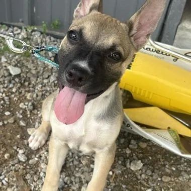 A baby medium-sized female Yellow / Tan / Blond / Fawn Belgian Shepherd / Malinois dog named Oakley for adoption in Mooresville, IN
