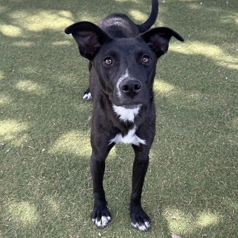 A young small-sized female Black Mixed Breed dog named Mars Butler Campus for adoption in Flagstaff, AZ