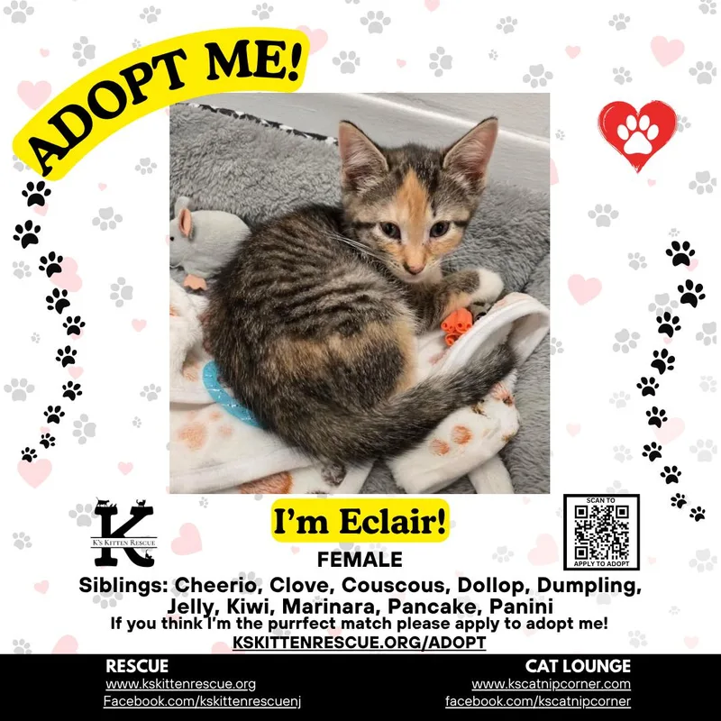 A baby medium-sized female Calico Domestic Short Hair cat named Eclair for adoption in Brick, NJ