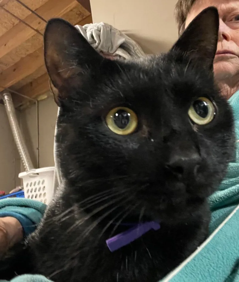 An adult medium-sized male Domestic Short Hair cat named Pookie Fka Spooky for adoption in Ballwin, MO