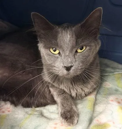 A baby small-sized female Domestic Short Hair cat named Grace for adoption in Sacramento, CA