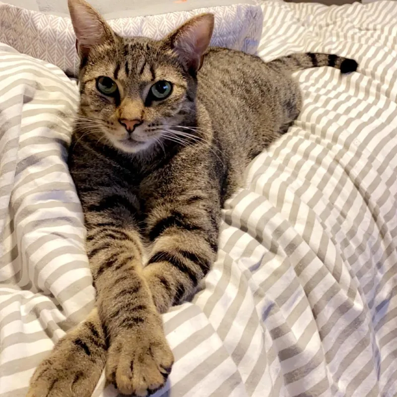 An adult medium-sized male Brown / Chocolate Domestic Short Hair cat named Zeus for adoption in Englewood, FL