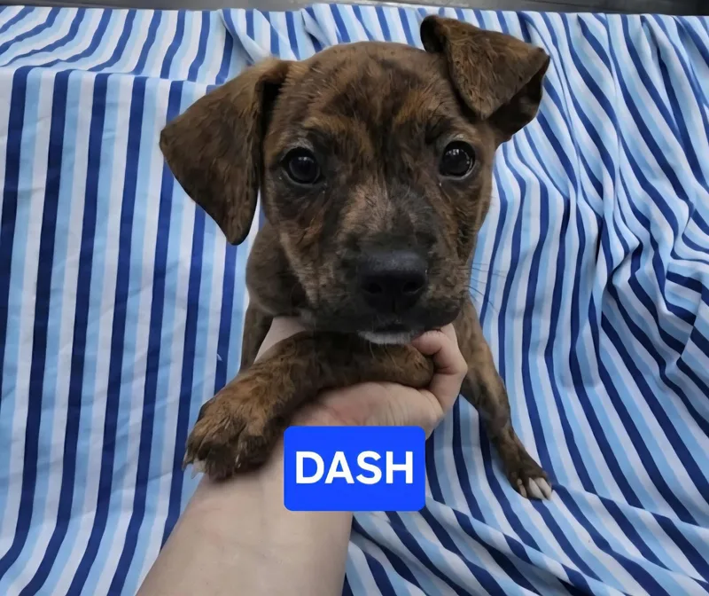 Dash