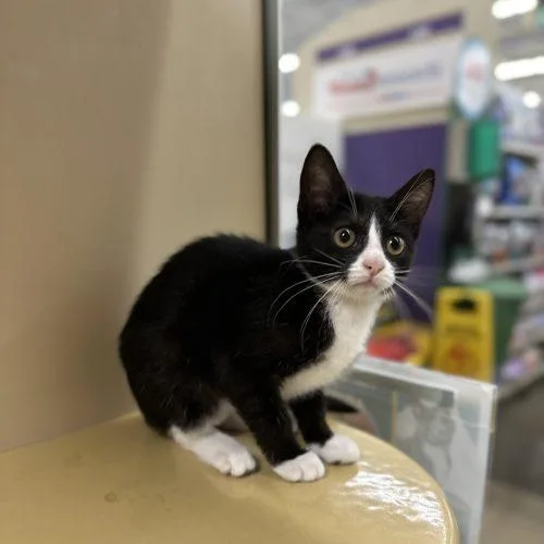 Meredith