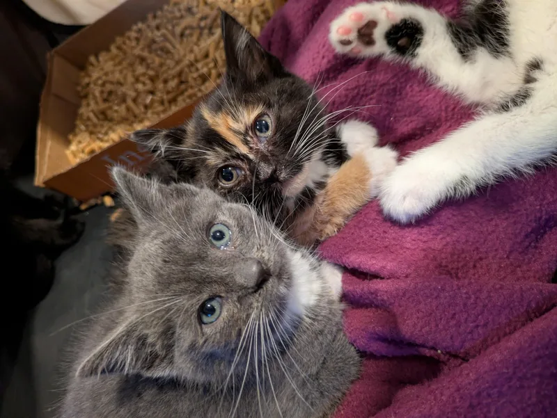 A baby small-sized female Tortoiseshell Domestic Short Hair cat named Lady Catherine for adoption in Haddon Heights, NJ