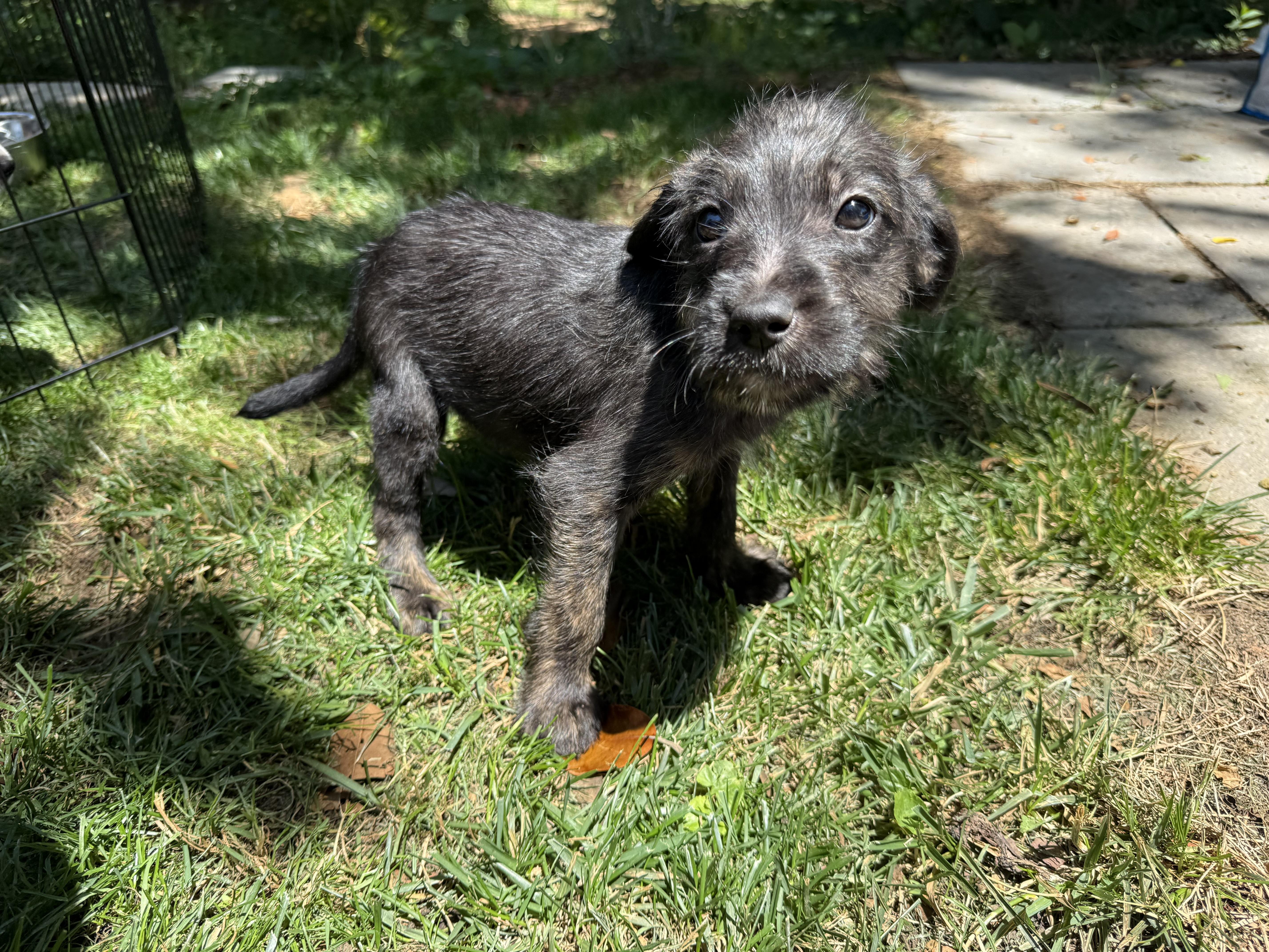 A baby small-sized female Irish Terrier dog named Faith for adoption in Hillsborough, NC